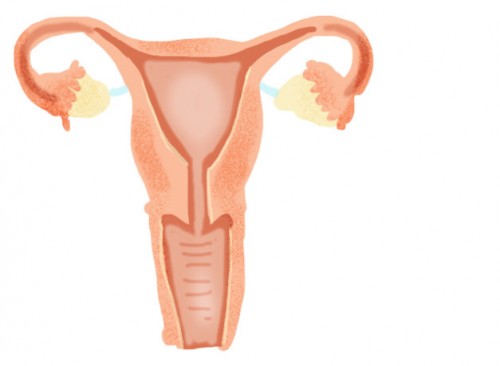 vagina-i-cervix-diap-7-como-objeto-inteligente-1